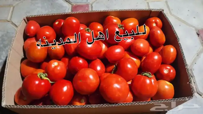 بندوره لذيذه 3