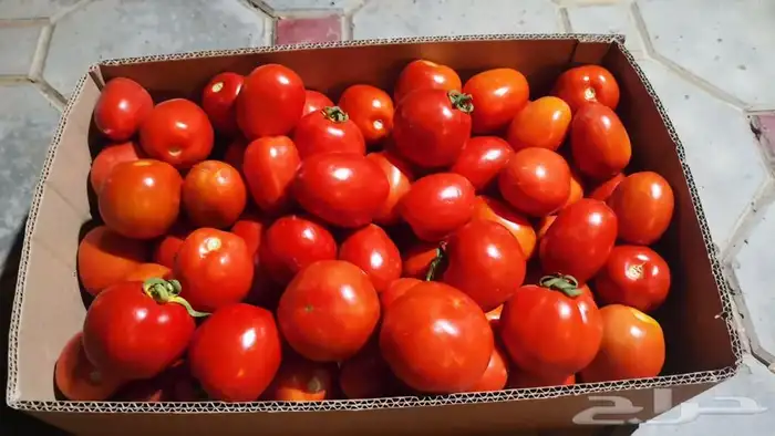 بندوره لذيذه 5