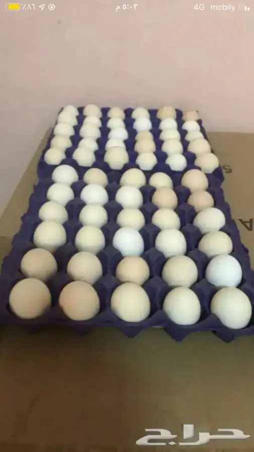 طبق بيض دجاج بلدي يوميا  طازج 0