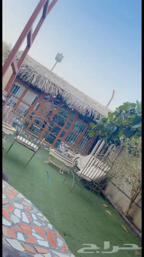 سعف نخل جريد عسف 5