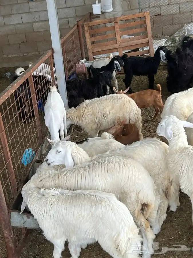 ذبيحتك لباب بيتك راجع التقييم 17
