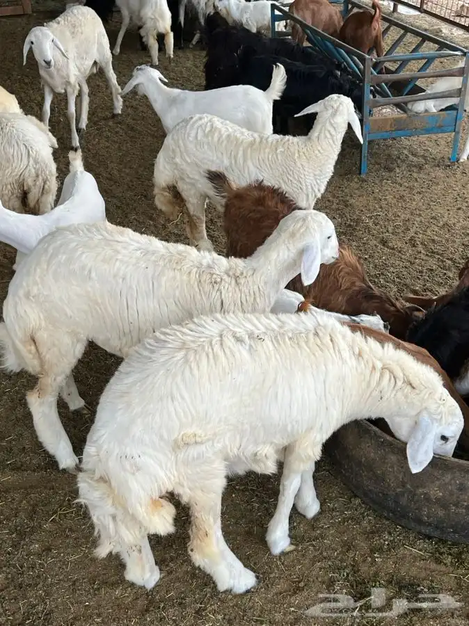 ذبيحتك لباب بيتك راجع التقييم 23
