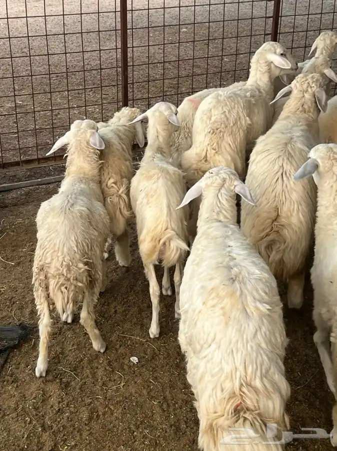 ذبيحتك لباب بيتك راجع التقييم 37