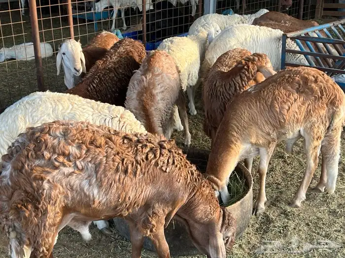 ذبيحتك لباب بيتك راجع التقييم 39