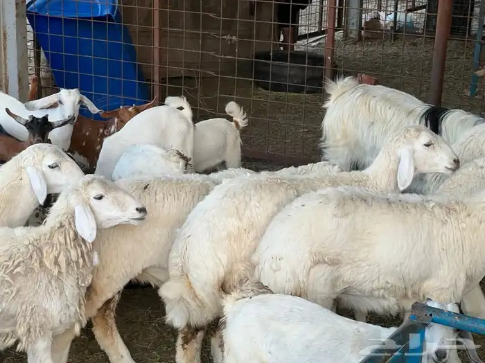 ذبيحتك لباب بيتك راجع التقييم 35