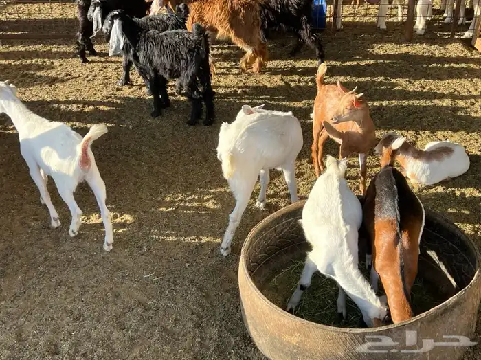 ذبيحتك لباب بيتك راجع التقييم 4