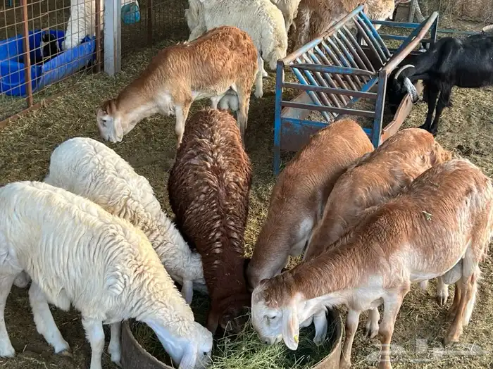 ذبيحتك لباب بيتك راجع التقييم 41