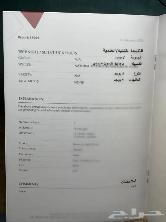 مسباح سبحة ناب الماموث 136 قرام نوادر تم البيع 11