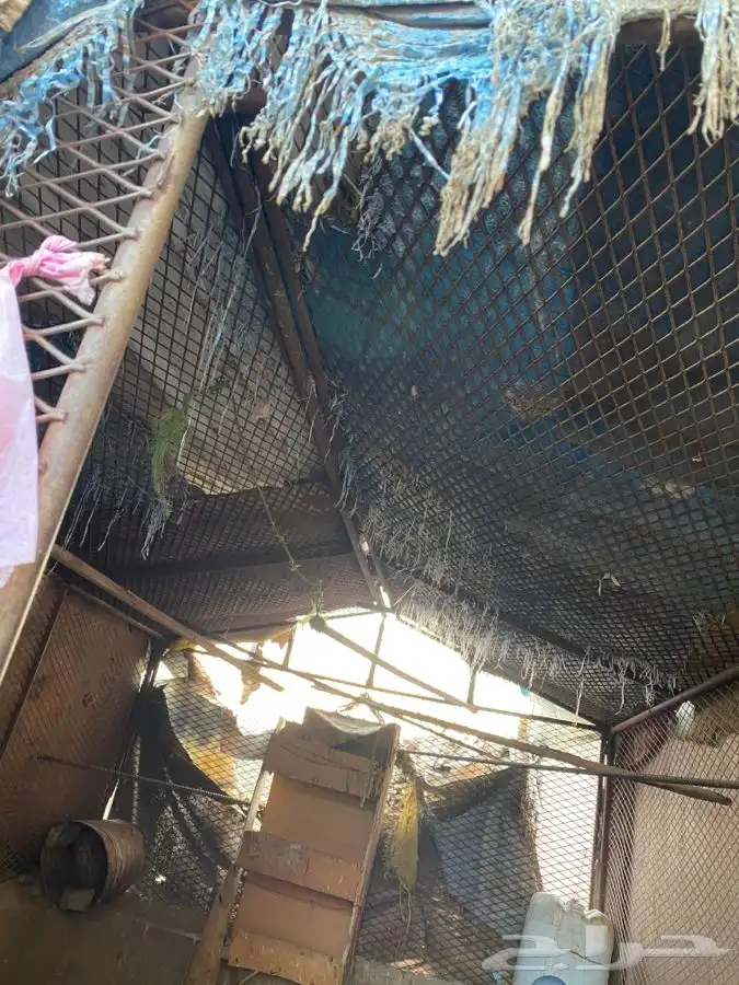 شبك حلال او دجاج 2م في 3م 1