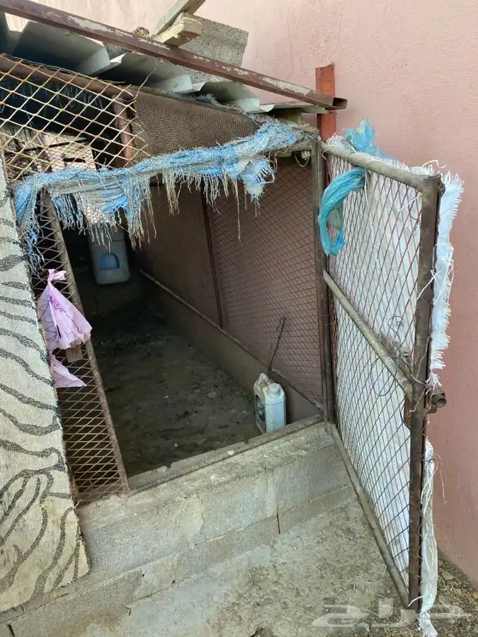 شبك حلال او دجاج 2م في 3م 0