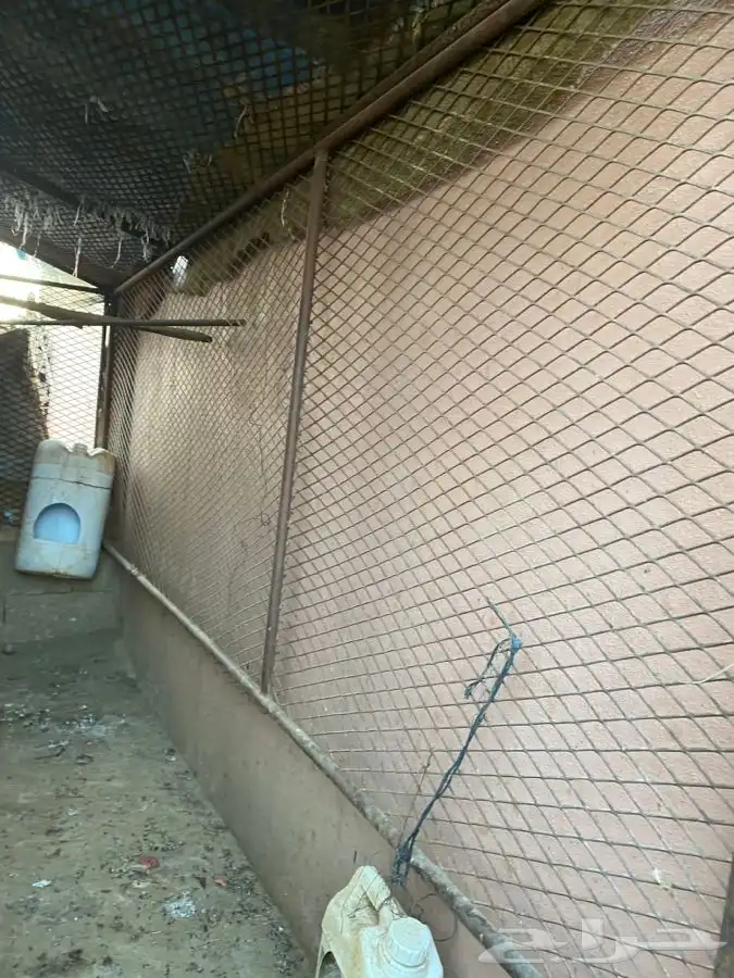 شبك حلال او دجاج 2م في 3م 4