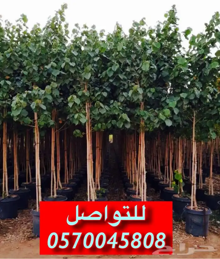 اشجار الخبيز الساحلي Thespesia populnea 0