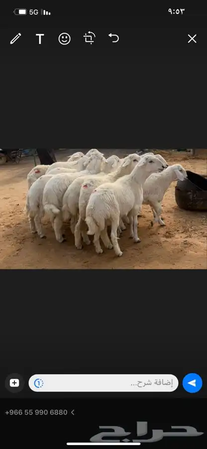 ذبايح حريات للبيع 3