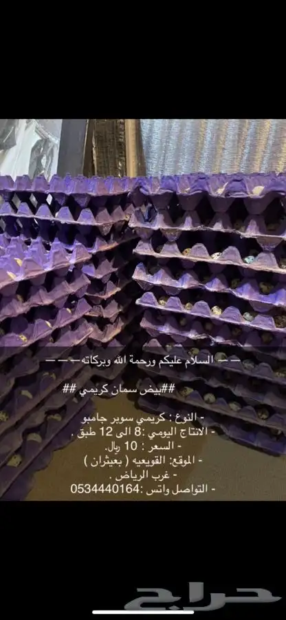 بيض سمان كريمي سوبر جامبو 3