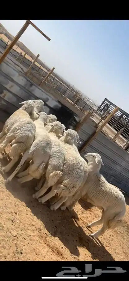 ذبايح حريات للبيع 4