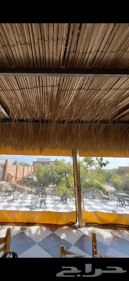 سعف نخل رولات السعف جريد عسف النخل 1