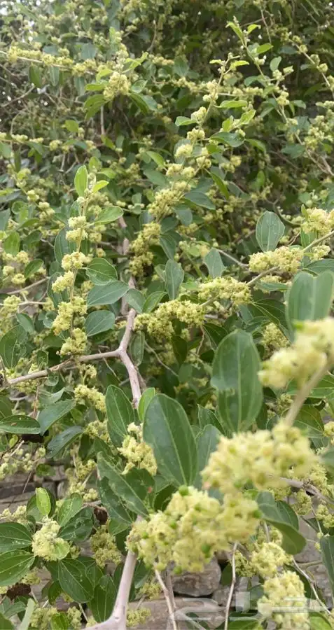عسل سدر سمره وطلح 1