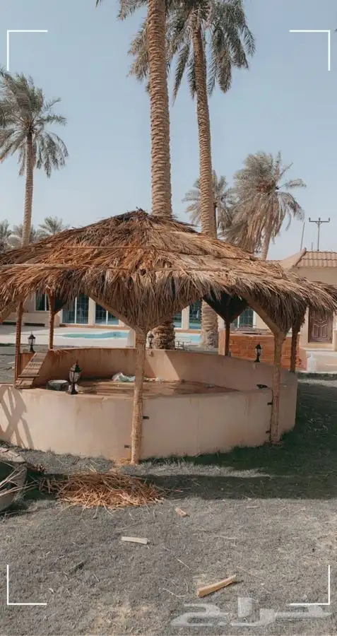 سعف نخل رولات السعف جريد عسف النخل 10