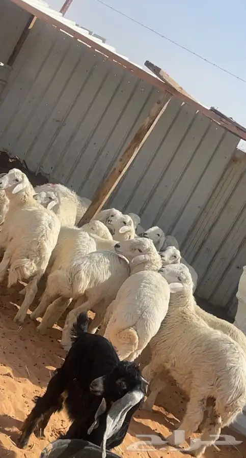 ذبايح حريات للبيع 2
