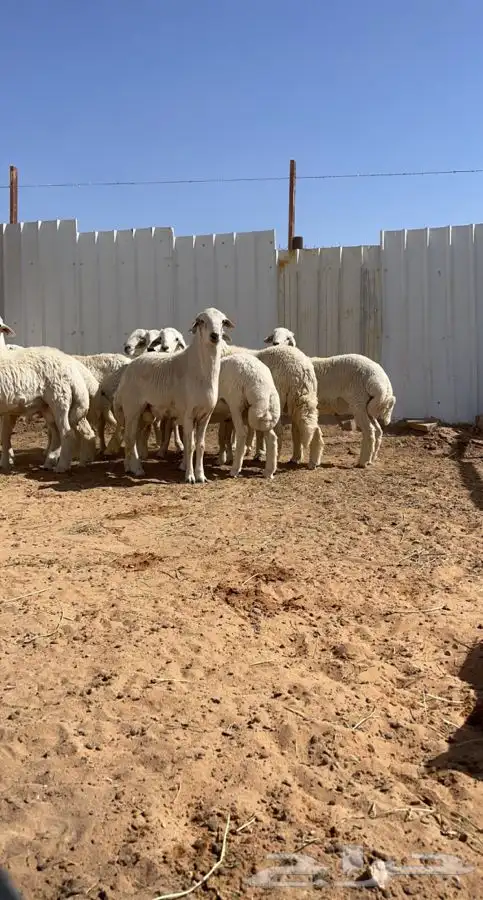 ذبايح حريات للبيع 5