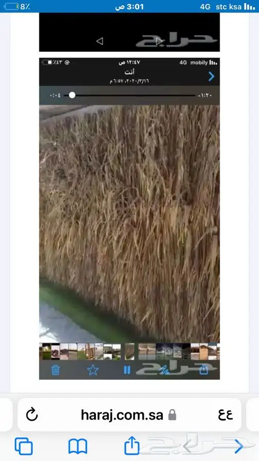سعف نخل رولات السعف جريد عسف النخل 9