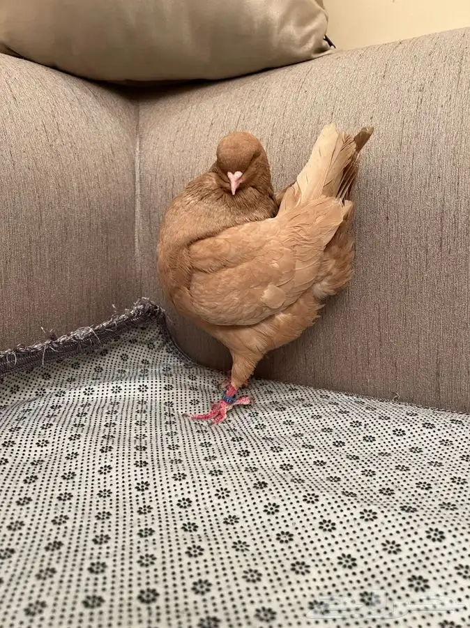 (تم البيع ) ذكور كنق 5