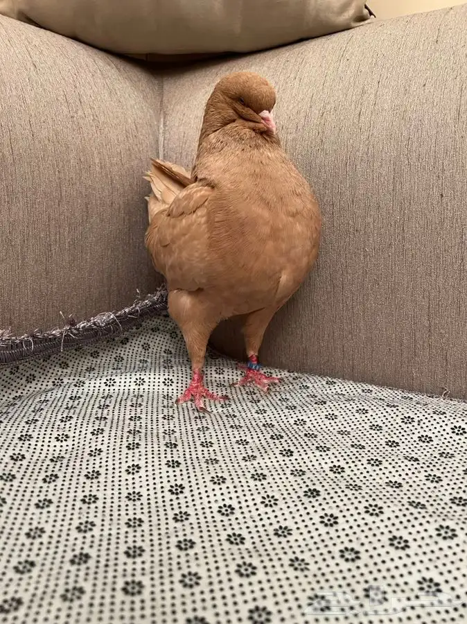 (تم البيع ) ذكور كنق 4