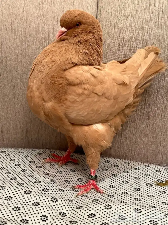 (تم البيع ) ذكور كنق 7