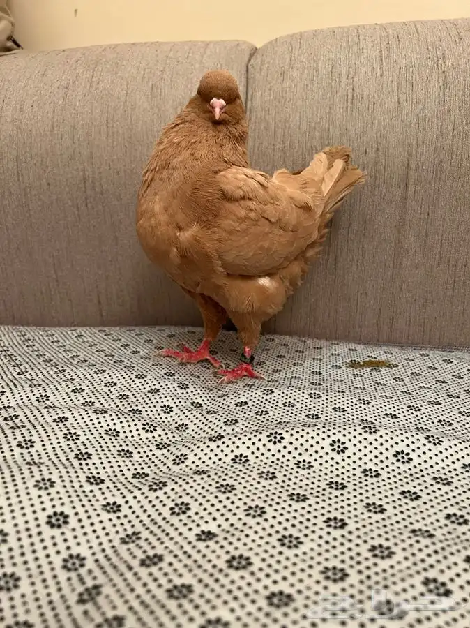 (تم البيع ) ذكور كنق 2