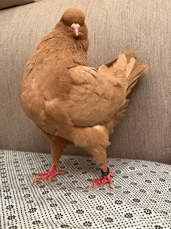 (تم البيع ) ذكور كنق 3