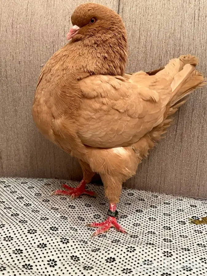 (تم البيع ) ذكور كنق 0