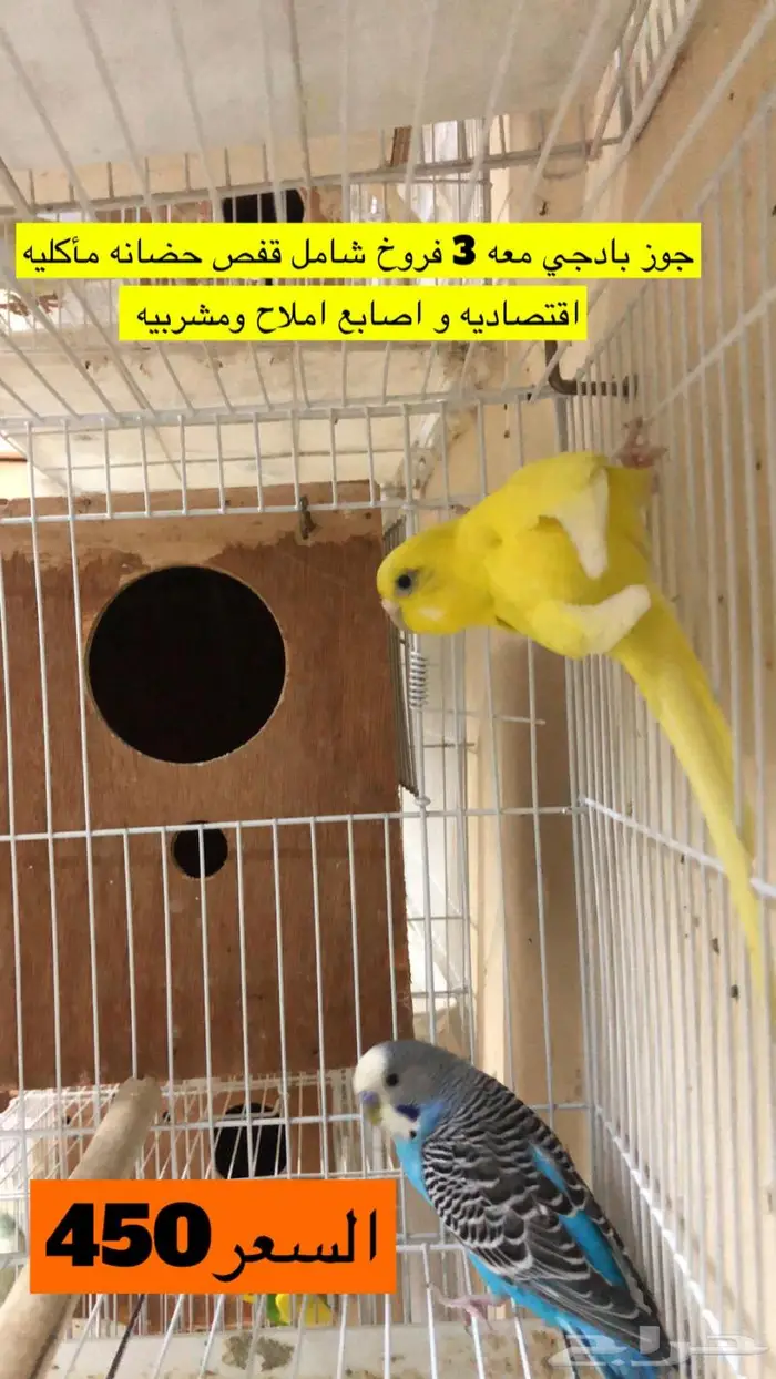 بادجي طيور الحب مع فروخها 2