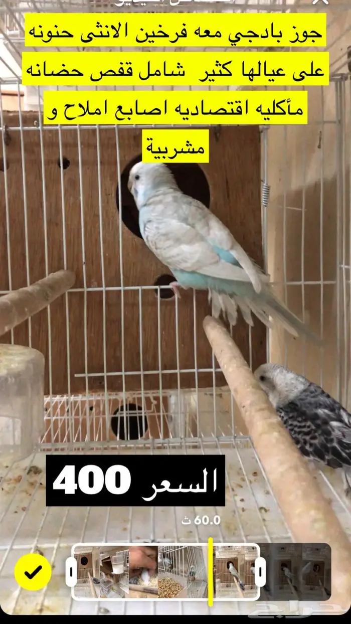 بادجي طيور الحب مع فروخها 3