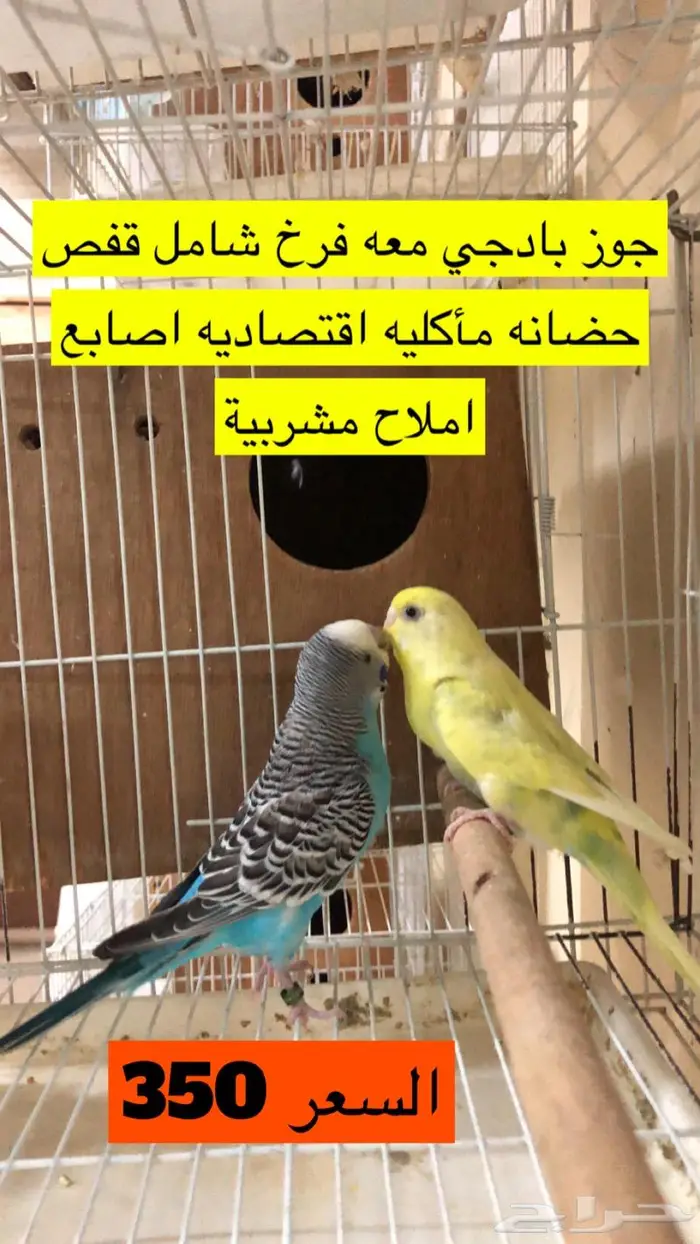 بادجي طيور الحب مع فروخها 5