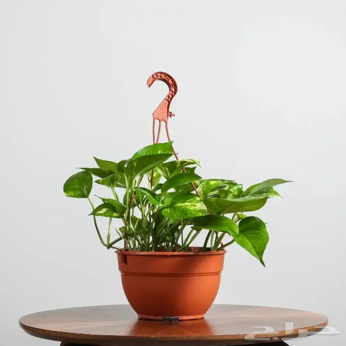 تصوير منتجات احترافي 52