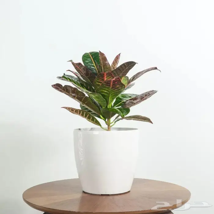 تصوير منتجات احترافي 54