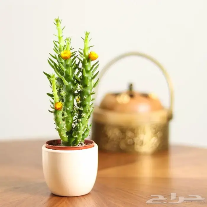 تصوير منتجات احترافي 57