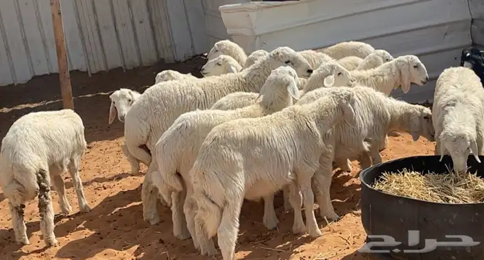 ذبايح حريات للبيع 1