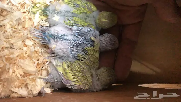 بادجي طيور الحب مع فروخها 1