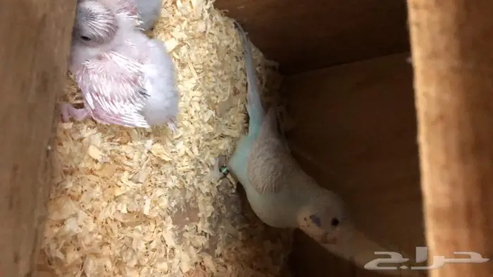 بادجي طيور الحب مع فروخها 4