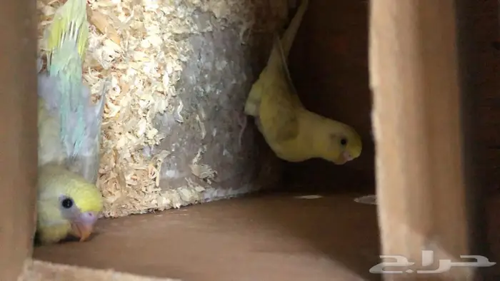 بادجي طيور الحب مع فروخها 6