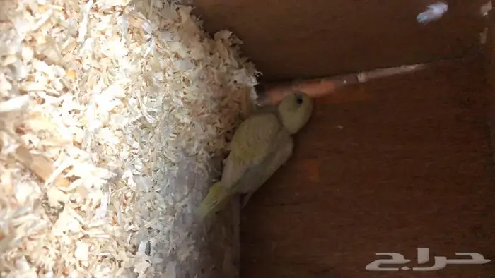 بادجي طيور الحب مع فروخها 7