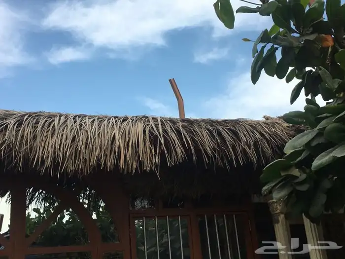 سعف نخل رولات السعف جريد عسف النخل 2