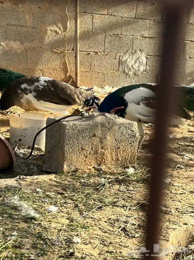 طاووس للبيع 5