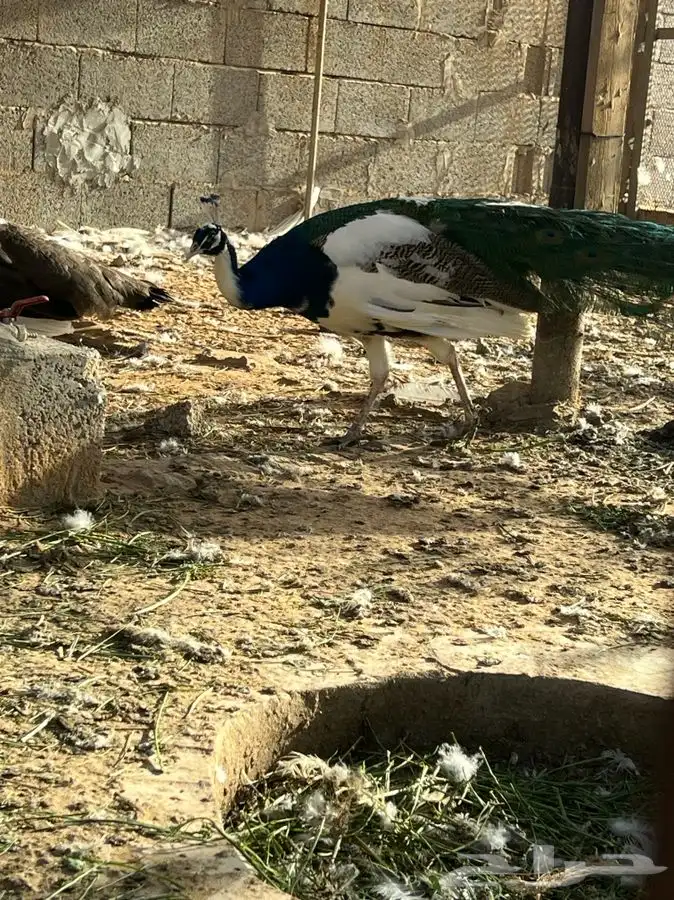 طاووس للبيع 4