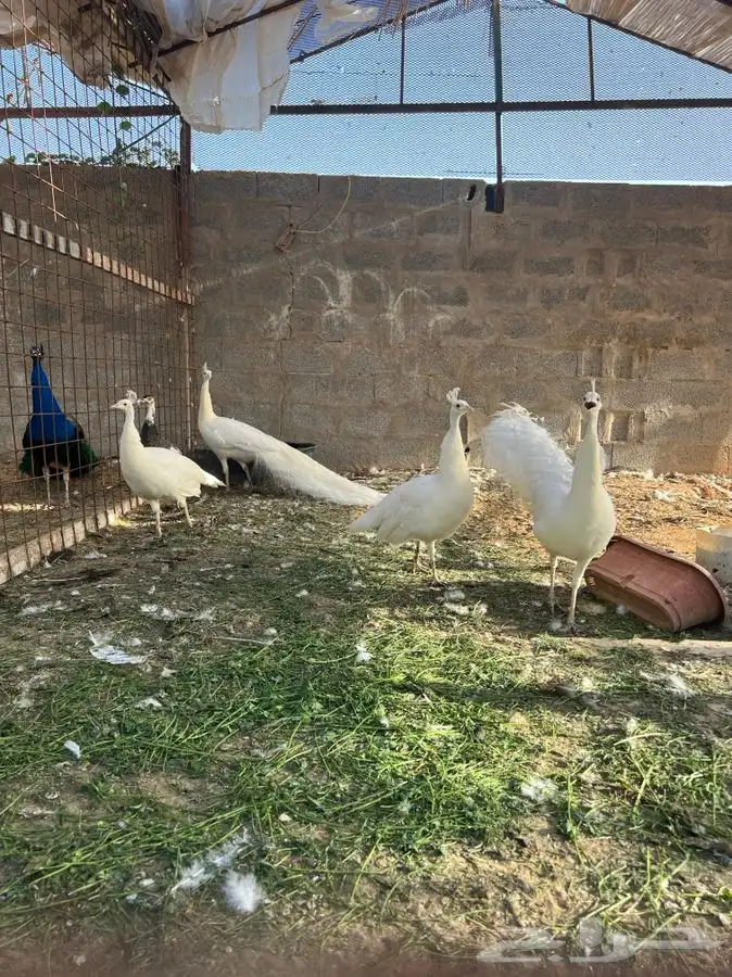 طاووس للبيع 0