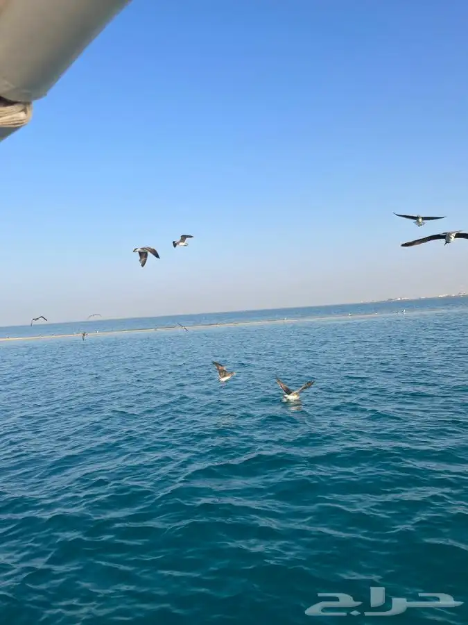 الرايس للرحلات البحريه 1