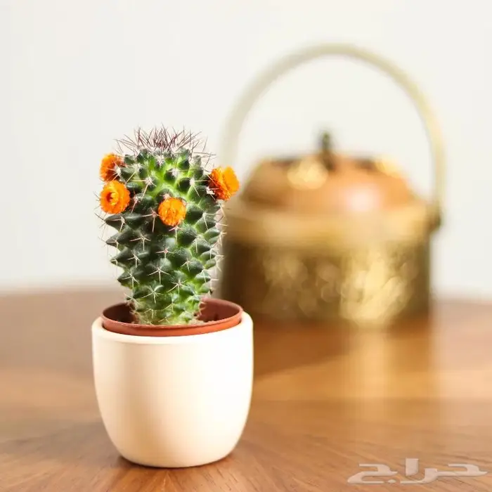 تصوير منتجات مصور محترف 47