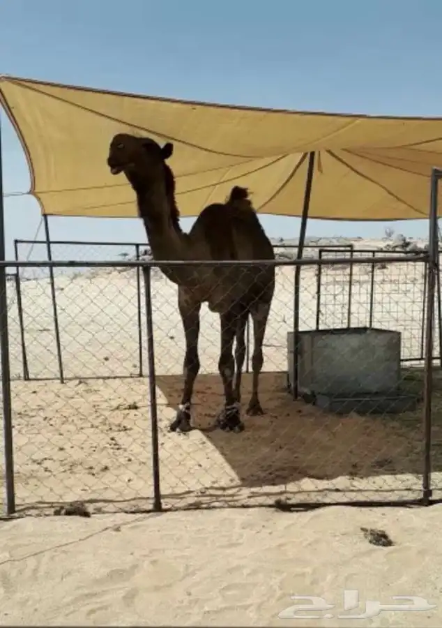 مظلات الغنم والإبل 22