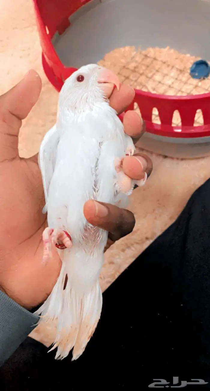 دره البينو فرخ 1